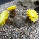 Echinopsis famatimensis Flor