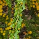 Acacia paradoxa 葉