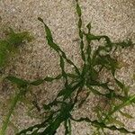 Vallisneria spiralis Mosusu