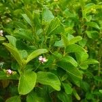 Lantana involucrataLeaf