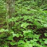 Viburnum lantanoides Staniste