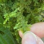 Hymenophyllum polyanthos Folla