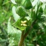 Nonea echioides Kukka