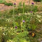 Silybum marianum Blad