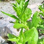 Oenothera tetragona Blatt