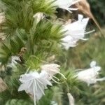 Echium italicum Virág