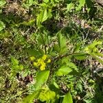 Thaspium barbinode Bleunienn