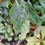 Capsicum frutescens ഇല