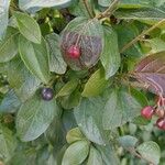 Cotoneaster acutifoliusFolla