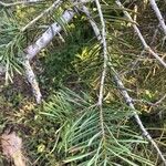 Abies concolor Fuelha