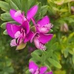 Polygala myrtifoliaFlor