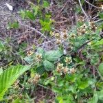 Rubus albiflorus Frucht