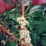 Cuscuta europaea Квітка