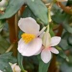 Begonia dregei Flower