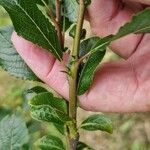 Salix myrsinifolia पत्ता