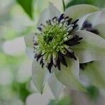 Clematis florida 花