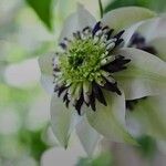 Clematis florida Kvet