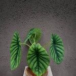 Alocasia clypeolata Hoja