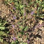 Verbena lasiostachys Yeri