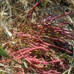 Salicornia rubra पत्ता