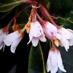 Apocynum androsaemifolium Blomma