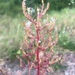 Valeriana calcitrapae Blatt