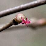 Corylus avellana ᱵᱟᱦᱟ