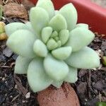 Sedum clavatum 叶