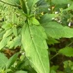 Aster incisus Feuille