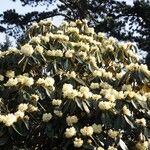 Rhododendron macabeanum Yeri