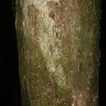 Pouteria reticulata Corteza