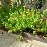 Sedum goldmanii 形態