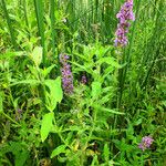 Lythrum salicaria Habitatea