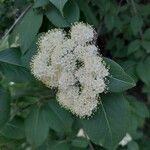 Viburnum lentago 花