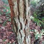 Landolphia jumellei Corteza