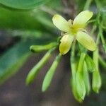 Pavetta gardeniifolia Lorea