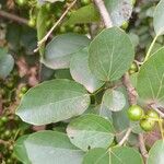 Cordia dichotoma Leaf