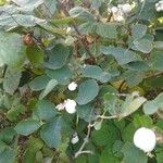 Symphoricarpos albus 葉