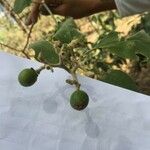 Solanum erianthum Frucht