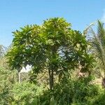 Ficus habrophylla موطن