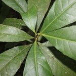 Gymnanthes riparia Hoja