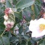 Rosa agrestisLorea