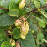 Humulus lupulusVrucht