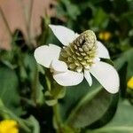 Anemopsis californica Flor