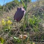 Fritillaria tubaeformis Tervik taim