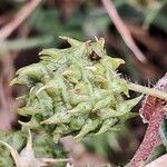 Medicago truncatula Frucht