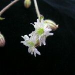 Silene edgeworthii Агульны выгляд