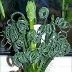 Albuca spiralis Folha