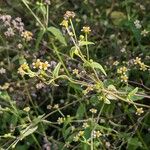 Galinsoga parviflora Habit