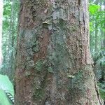 Pouteria melanopoda Corteza